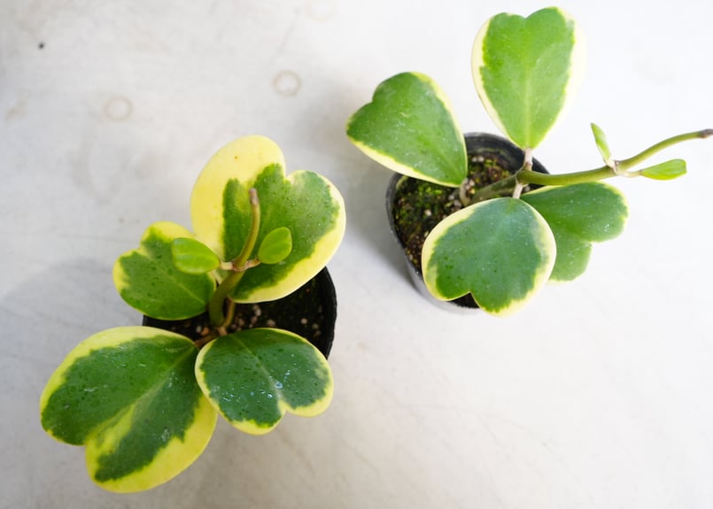 ホヤ 斑入り ハートホヤ 3.5号 カーリー シャムサクララン ハートの葉