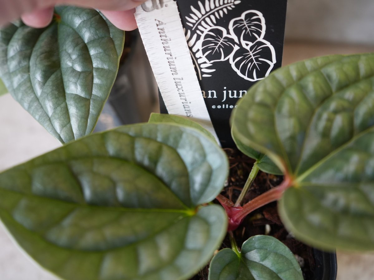 アンスリウム luxurians 3号 長く楽しめる 原種アンスリウム