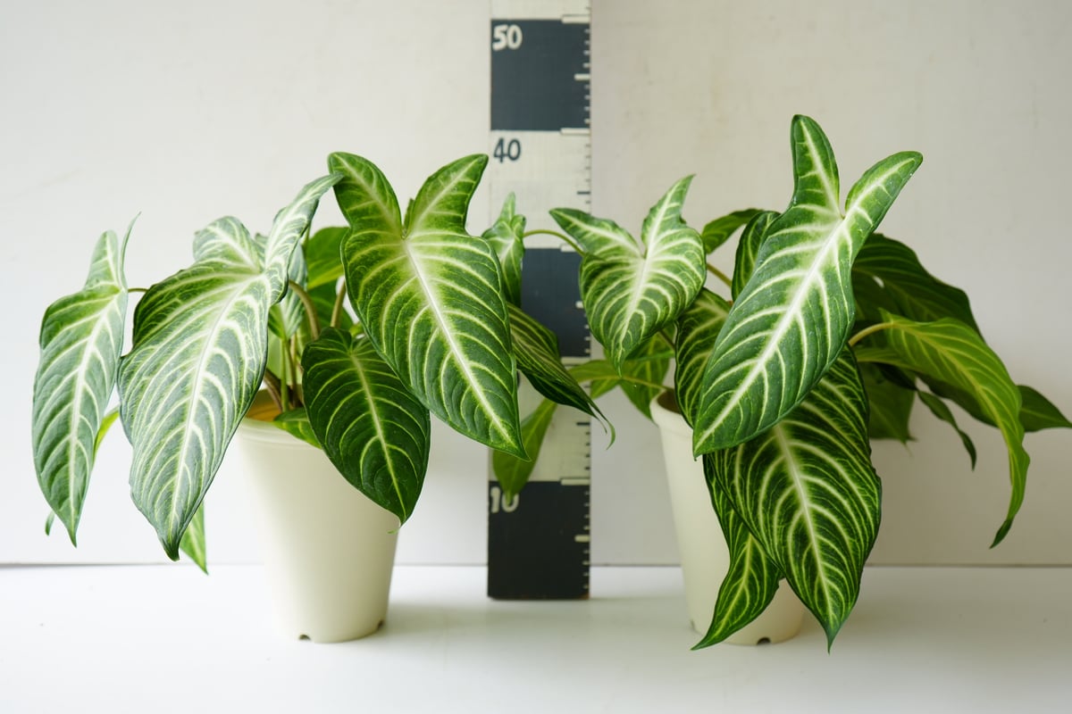 レア　斑入り　アロカシア　キサントソーマ レア 斑入り アロカシア キサントソーマ 【公式通販】