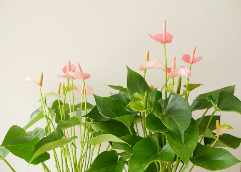 Suguru☘️アンファティ　新箱カラーIFピンク4本・グリーン3本　計7本 ct003s_lb.jpg