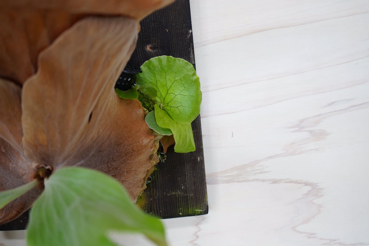 P.Neptune コウモリラン 板づけ かっこいい葉を楽しむ ビカクシダ 着生