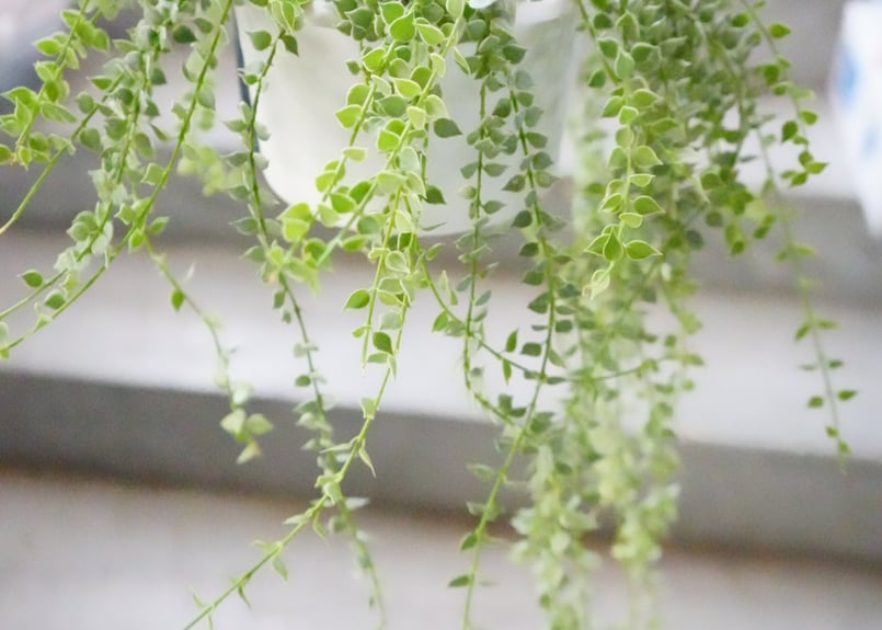 ディスキディア ミリオンハート 斑入り 5号 吊り鉢 斑入り 小さい