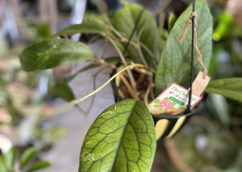 大株　hoya ホヤ　ゴールデンアイ　5号　吊り鉢 ホヤ：ゴールデンアイ（ロング） 5号吊り鉢 の通販 | 園芸ネット