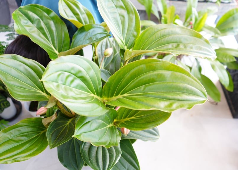 メディニラ マグニフィカ フラメンコ medinilla magnifica メディニラ マグニフィカ フラメンコ medinilla magnifica