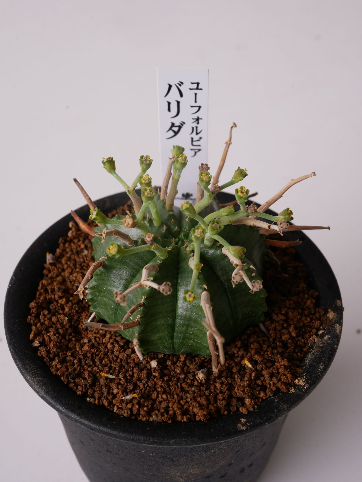 ユーフォルビア バリダ | インテリアグリーンとギフトプランツ