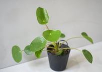 ペペロミオイデス 2.5号｜まんまる葉が可愛い人気の観葉植物｜パンケーキプランツ・初心者にもおすすめ｜ﾍﾟﾍﾟﾛﾐｵｲﾃﾞｽ 他観葉 2.5号