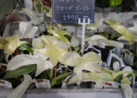 フィロデンドロン フロリダゴースト 3.5号 観葉植物 whiteカラーが可愛い コンパクト