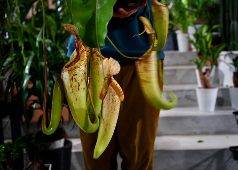 ネペンテス ダイエリアーナ 7号吊り鉢 食中植物 ウツボカズラ