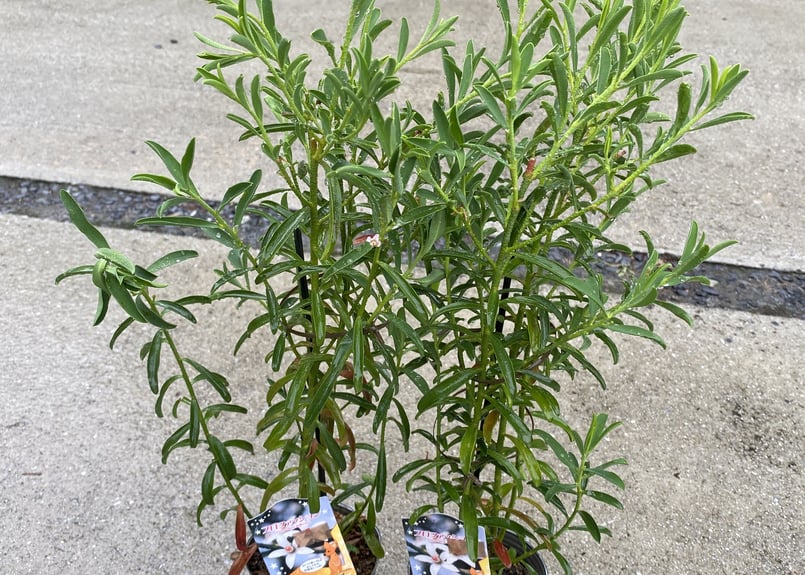 エリオステモン プロファッション 可愛い白い花 寄せ植え 庭木 常緑