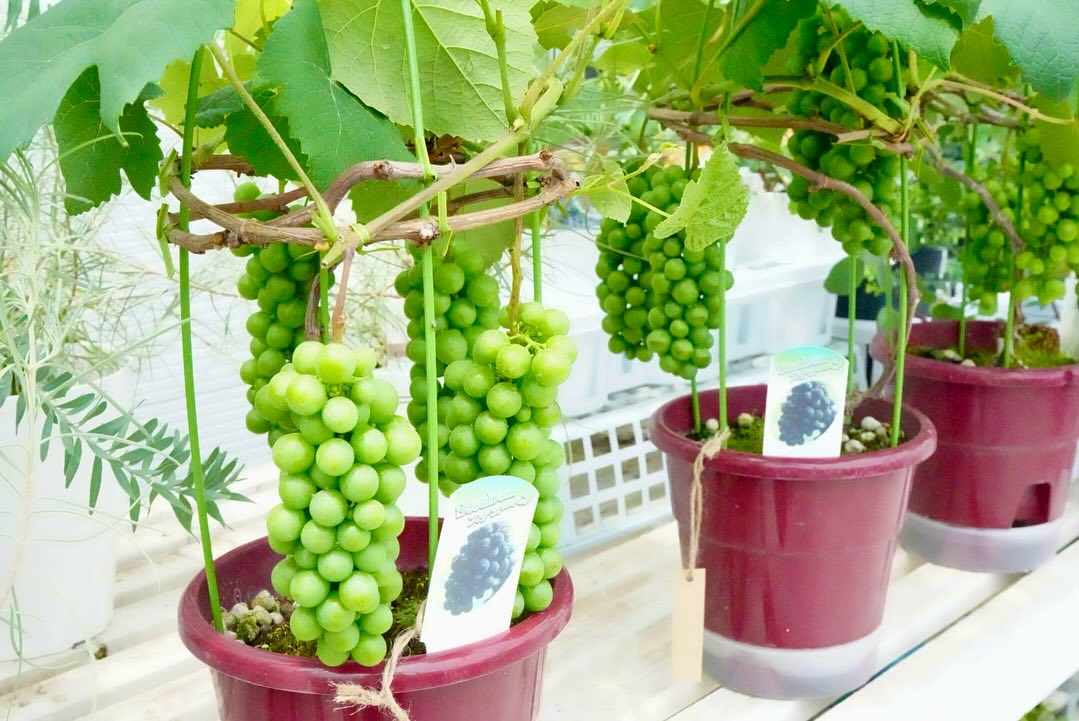 ラッピング込み〗実付きブドウ 6号プラ鉢 底面給水 育ててみませんか