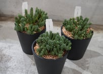 カランコエ テッサ 6号 多肉植物 可愛いベル状の花 ハンギングプランツ