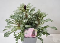 リシマキア ボジョレー｜シックな花色と美しい葉姿が魅力の人気宿根草｜寄せ植えにもおすすめ｜リシマキアボジョレー リシマキアボジョレー