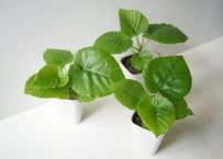 フィカス・ウンベラータ 4号 ｜ ハートの葉が可愛い 人気の観葉植物 お部屋を彩る インテリアグリーン 初心者 ギフト 鉢植え｜ｳﾝﾍﾞﾗｰﾀ 他観葉 4号