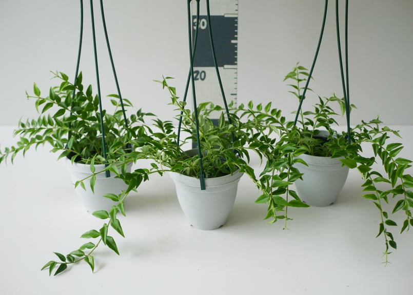 セボンスター　植物 71AERpk8q4L._UF350,350_QL50_.jpg