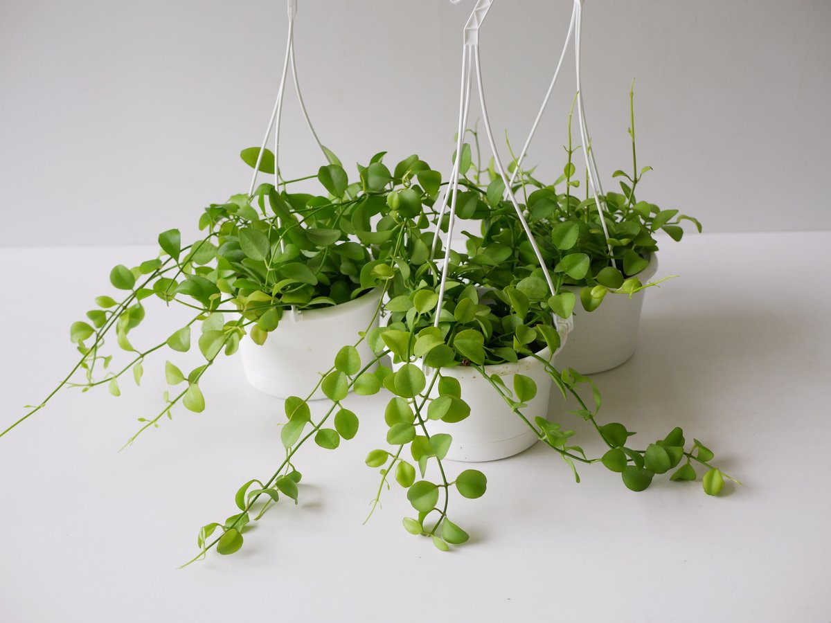 ディスキディア 5号 吊り鉢 着生植物 ハンギング ライムグリーンが ...