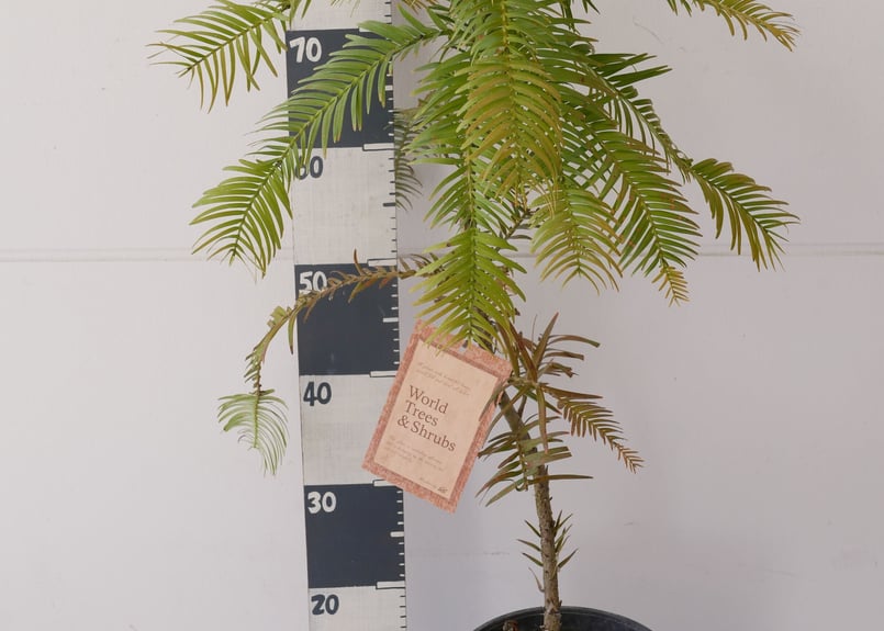 ウォレマイパイン ジュラシックツリー 生きた化石 最古の植物