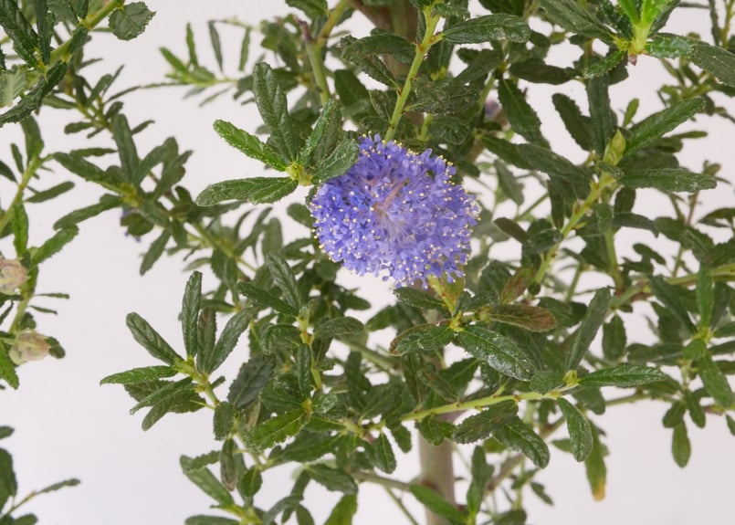 セアノサス カリフォルニアライラック ふわふわの鮮やかブルーの花