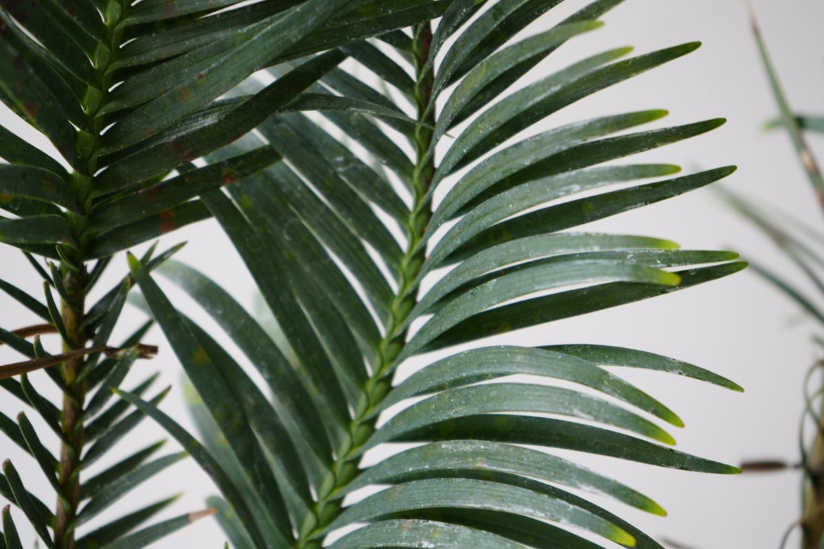ウォレマイパイン ジュラシックツリー 生きた化石 最古の植物 ウォレマイパイン ジュラシックツリー 生きた化石 最古の植物