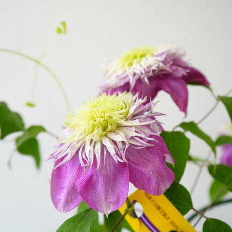 クレマチス カイゼル ５号 ピンクつる性植物  育てやすく可愛いお花が楽しめる 見応えあるお花