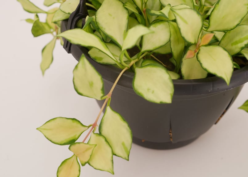 ホヤ　ヘウスケリアナ　斑入り おしゃれ 観葉植物：ホヤ ヘウスケリアナ 斑入り*吊り鉢 4号