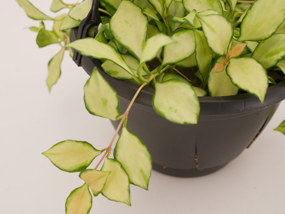 ホヤ　ヘウスケリアナ　斑入り ホヤ：ヘウスケリアナ（斑入り） 5号吊り鉢 の通販 | 園芸ネット