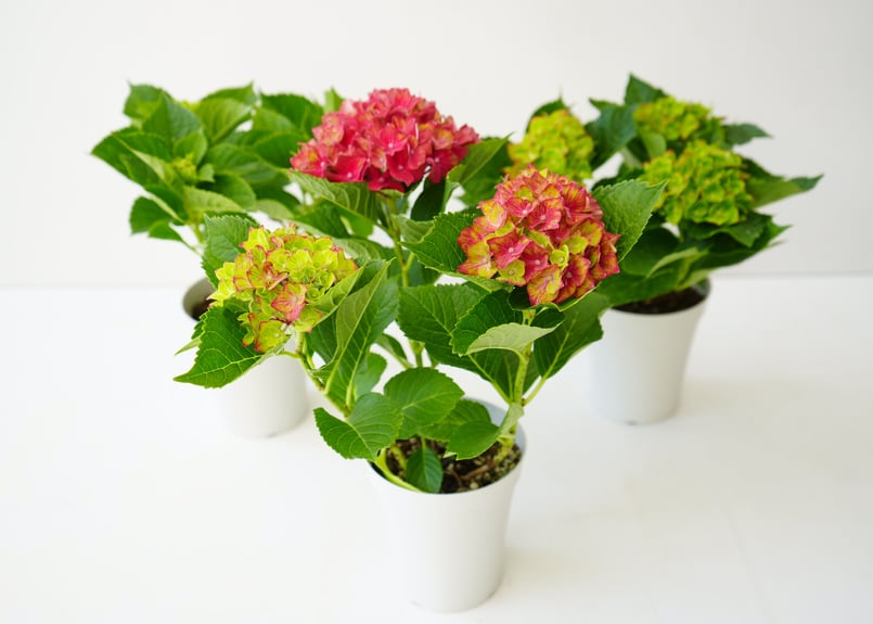 紫陽花 2set_2M4A0020-700x699.jpg