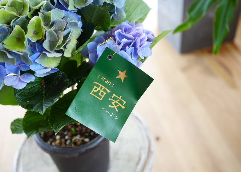 紫陽花 シーアン ブルー5号 底面給水 母の日 贈り物 ギフト