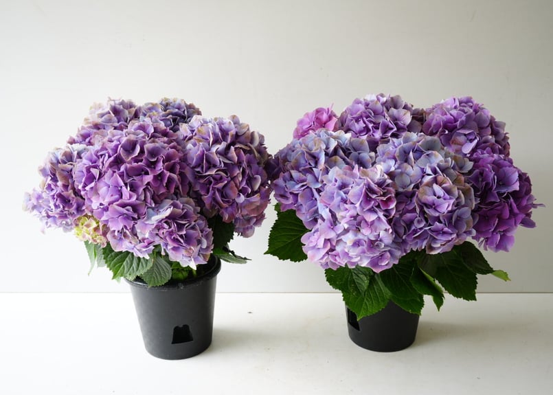 紫陽花 秋色アジサイ レッドアイ 6号 底面給水 母の日 贈り物 ギフト