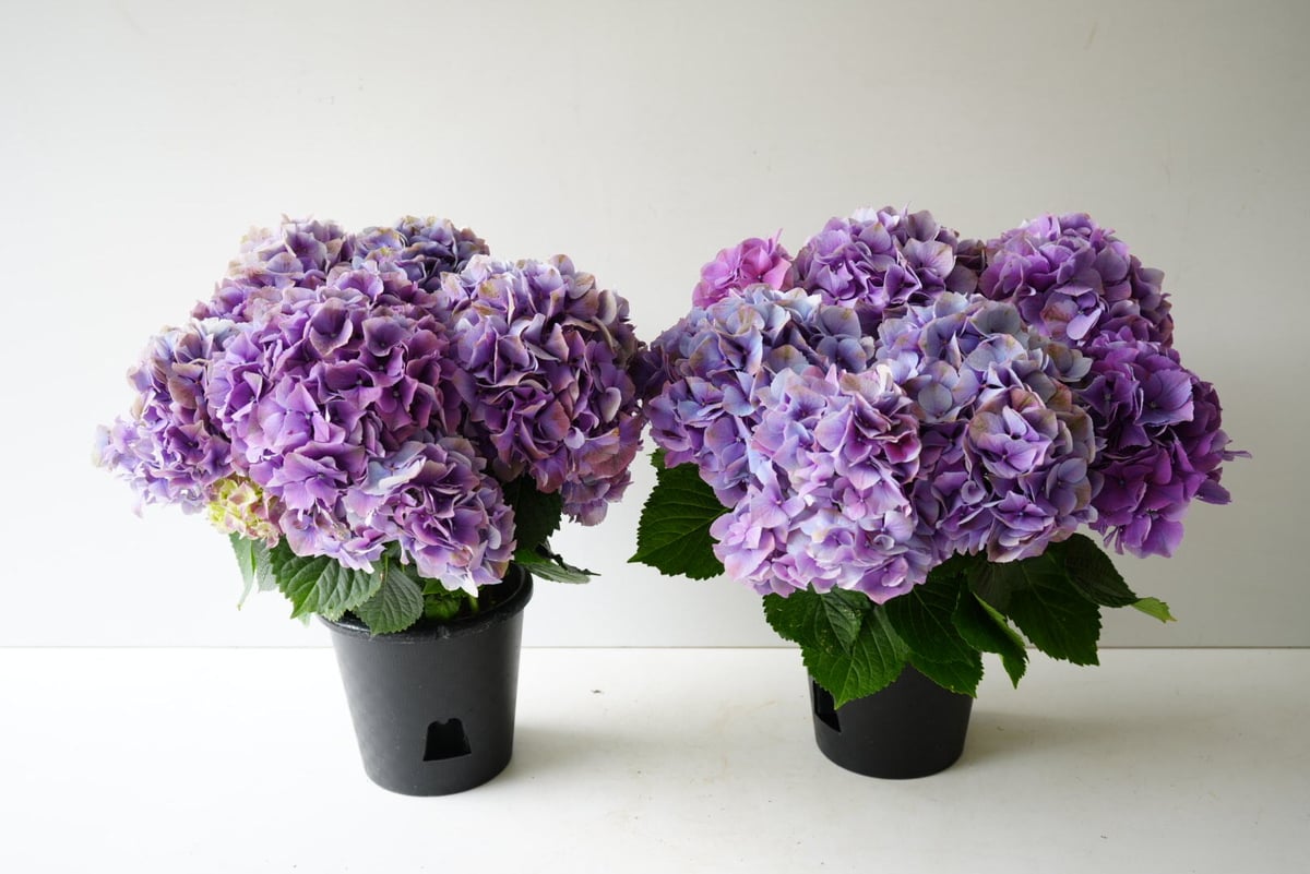 紫陽花 秋色アジサイ レッドアイ 6号 底面給水 母の日 贈り物 ギフト