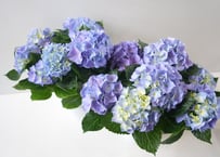 紫陽花 最新品種 No.22 | インテリアグリーンとギフトプランツ