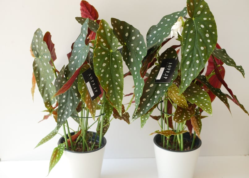 ベゴニア マクラータ 木立ベゴニア ドット模様が可愛い 育てやすい