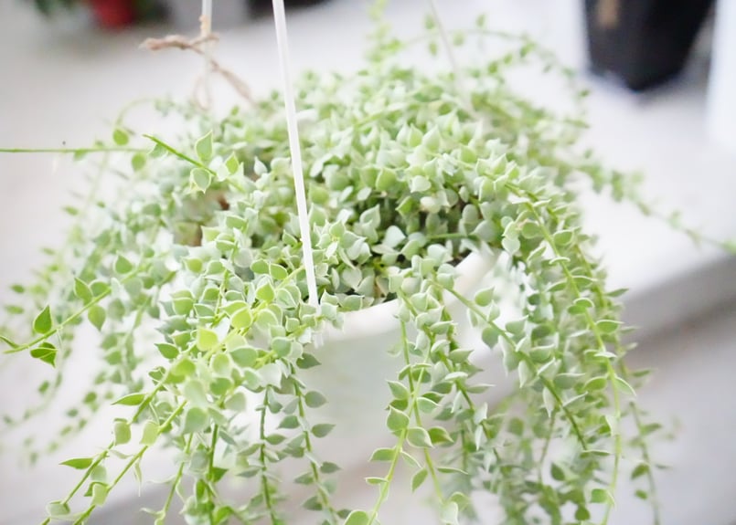 ディスキディア ミリオンハート 斑入り 5号 吊り鉢 斑入り 小さい