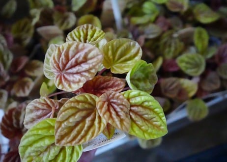 ペペロミア キト 3号 観葉植物 暖色系 ちぢみ葉 可愛いピンクステム