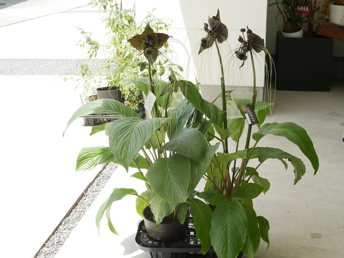 タッカ ブラックキャット レア植物 希少 個性的な花 | インテリア 