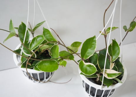 ホヤ カルノーサ（サクララン）5号｜つる性で楽しむ人気のハンギンググリーン｜観葉植物｜ｶﾙﾉｰｻ (ｻｸﾗﾗﾝ) ホヤ 5号