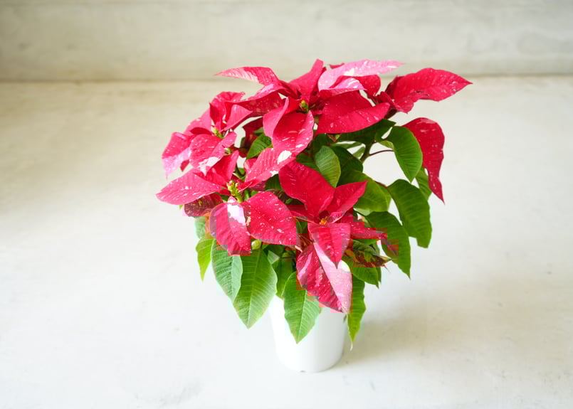 ポインセチア ラッツェル ユーフォルビア 4号 華やかで上品 贈答