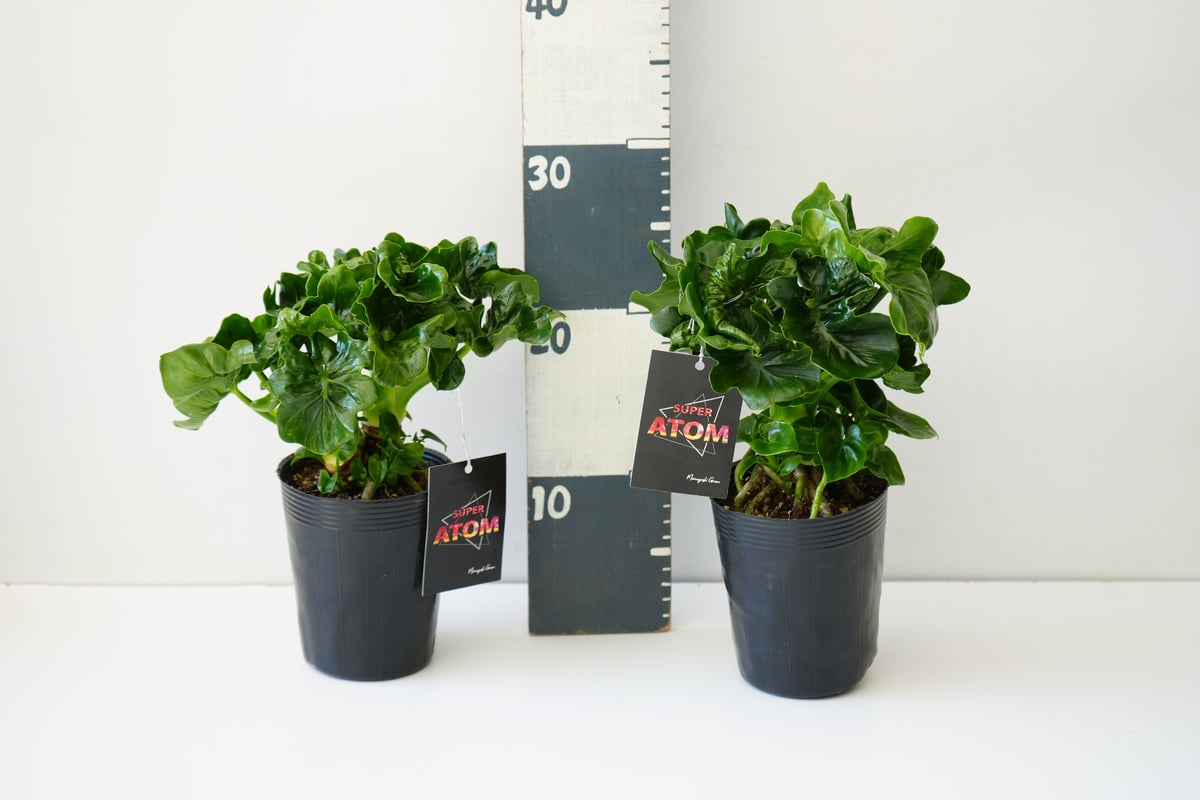 フィロデンドロン スーパーアトム 3.5号 ATOM 観葉植物 セローム 幹