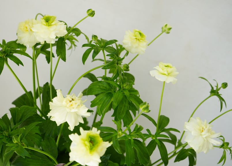 ラナンキュラス ラックスシリーズ グレーシス 豪華な花姿 毎年楽しめる