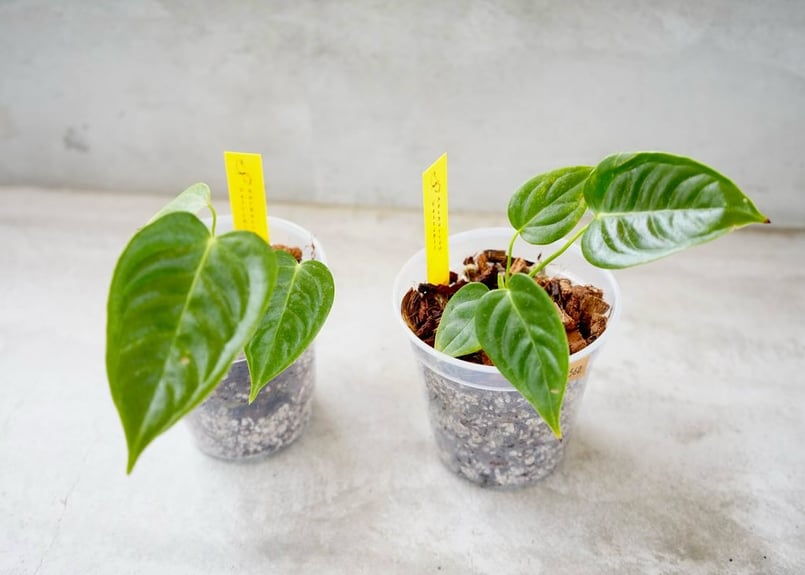 希少！ 観葉植物 アンスリウム ベイチー 5号吊り鉢 個体A 個体