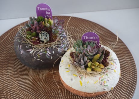 ドーナツ寄せ植え(ホワイト) 多肉植物　母の日 2026 ギフト プレゼント 贈り物 スイーツ鉢