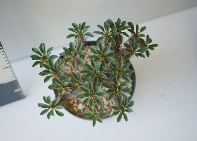 【発根済】ユーフォルビア　ギラウミニアナ ユーフォルビア ギラウミニアナ 現地株 発根済み | GREEN LUCK