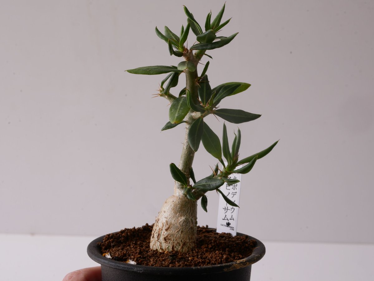 塊根植物 パキポディウムビスピノーサム パキポディウム「ビスピノーサム」 - GREEN -グリーン-