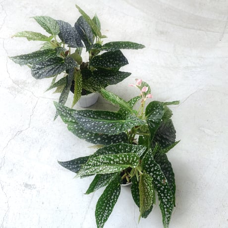 ホワイトアイス　大株 アガベ チタノタ ホワイトアイス 大株 多肉植物 キコリ 通販 12628161