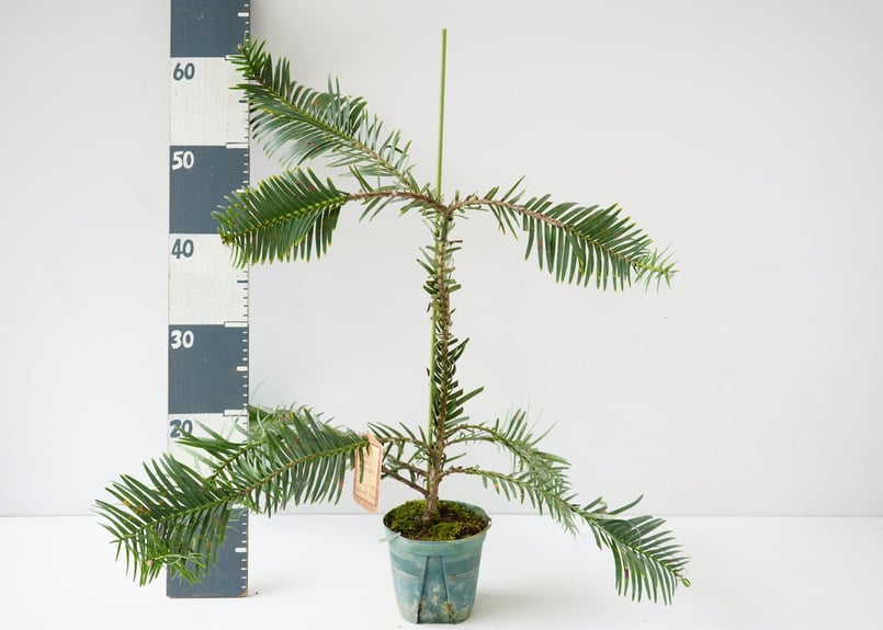 ウォレマイパイン ジュラシックツリー 生きた化石 最古の植物 ウォレマイパイン ジュラシックツリー 生きた化石 最古の植物