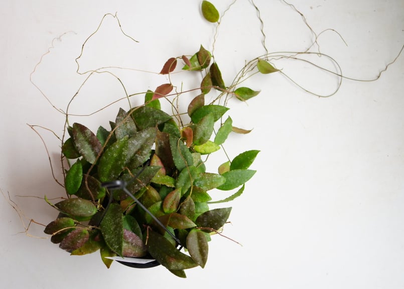 ホヤ カウダータ5号 吊り鉢 モコモコのお花 まだら斑入り 可愛い