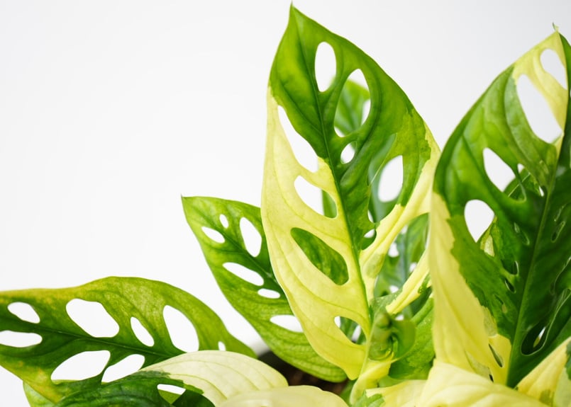 フルムーンの斑入り　マドカズラ フルムーンの斑入り マドカズラ 斑入り モンステラ マドカズラ