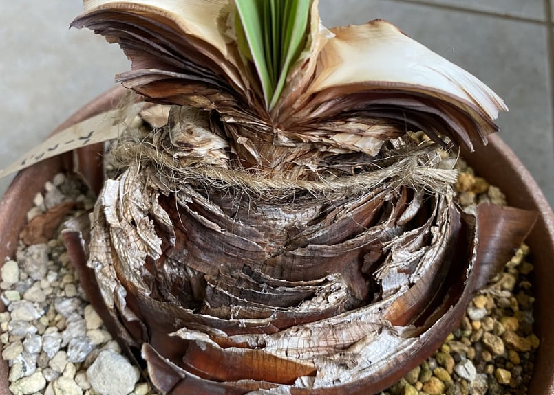 ブーファン 扇状に広がる葉 発根済 ケープバルブ | インテリアグリーン