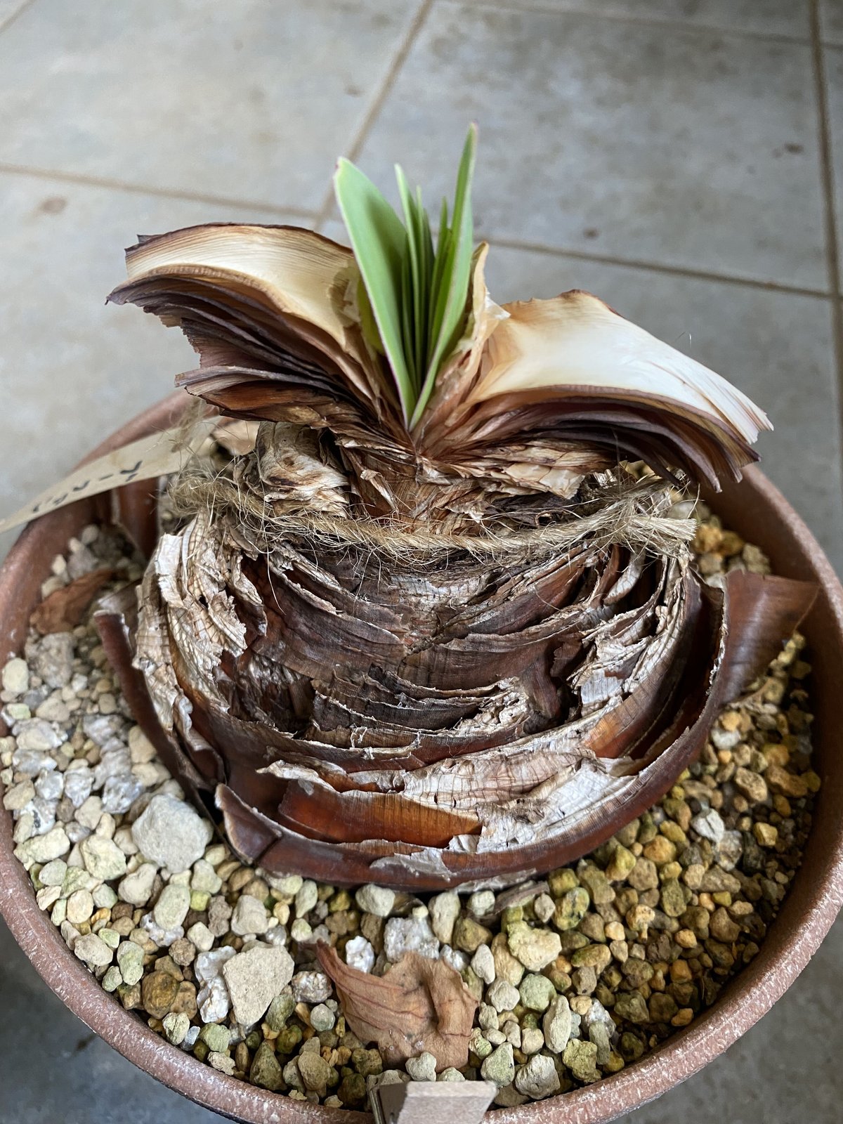 ブーファン 扇状に広がる葉 発根済 ケープバルブ | インテリアグリーン