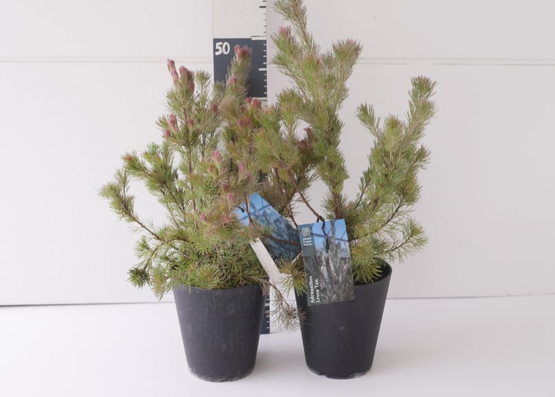 ③ちっちゃな赤い花が可愛い！地植えにおすすめのオージープランツ・アデナンサス 赤く炎のように燃えるオージープランツ「ダーウィニア