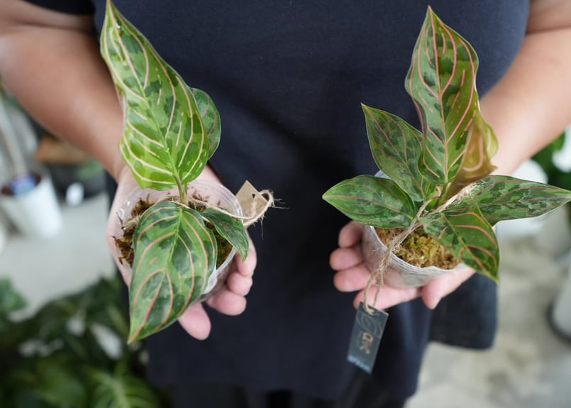 アグラオネマ レッドアーミー 2.5号 美しい葉模様 ハイブリット 希少